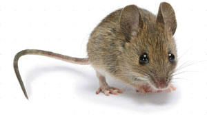 House mouse