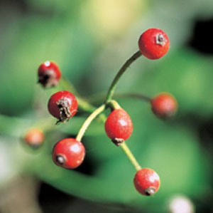 Fruits of multiflora rose