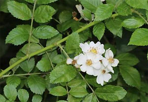 Multiflora rose