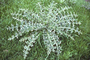 Musk thistle rosette