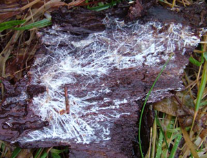 Fungal mycelia on bark