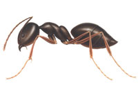 Odorous house ant