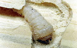 Old house borer larva and damage