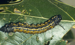 Orangestriped oakworm larva