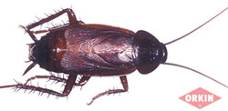 Male Oriental cockroach