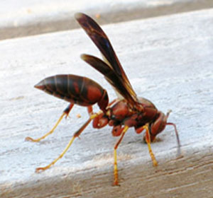 Paper wasp