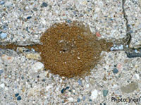 Pavement ant nest