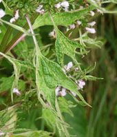 phytotoxic leaf damage