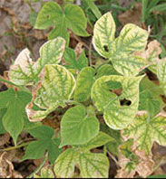 phytotoxicity in soybeans