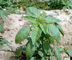 pigweed