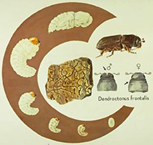 Pine bark beetle life cycle