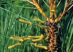 Redheaded Pine Sawfly