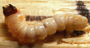 Pine sawyer larva