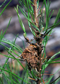 Pine webworm