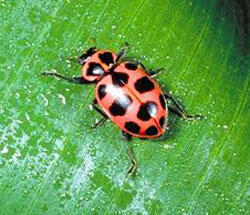 Pink spotted lady beetle