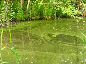 Algae on water surface
