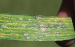 powdery mildew on wheat