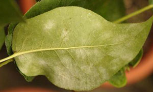 Powdery mildew on leaf