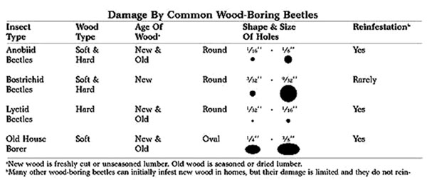 Comparison of wood-boring beetle damage