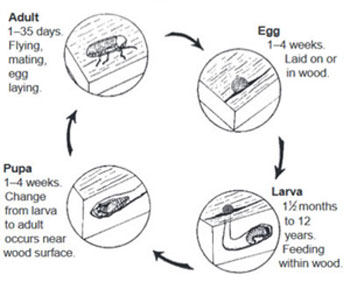 Powderpost beetle life cycle