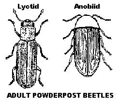 Powderpost beetles
