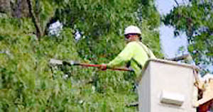 Tree pruning