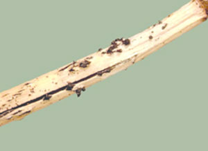Pycnidia - fungal  reproductive structure
