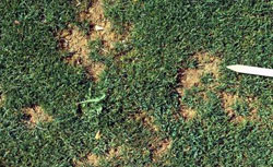 Pythium blight