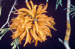 Cedar-apple rust on quince