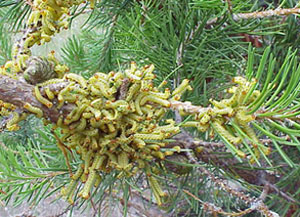 Redheaded pine sawfly larvae