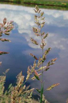 Reed canarygrass