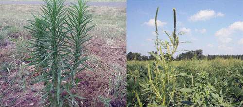 Examples of resistant weeds