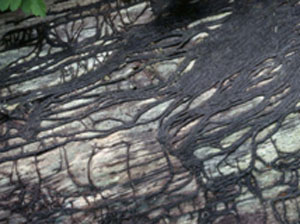 Rhizomorphs under tree bark