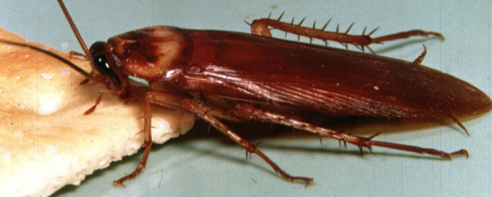 American cockroach