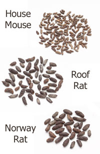 Comparison of rodent droppings
