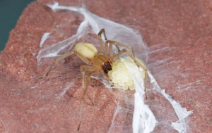 Yellow sac spider in nest