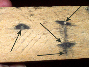 Damage from sap stain fungus