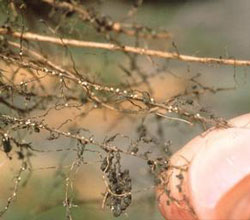 Soybean cyst nematode