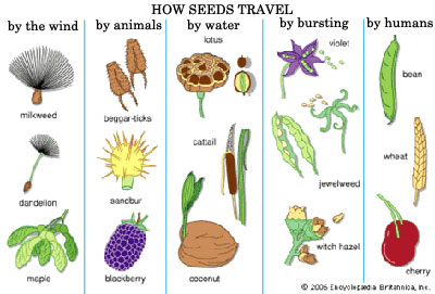 Seed dispersal methods