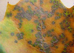 Septoria leaf spot