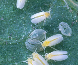 silverleaf whiteflies