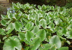 Spatterdock