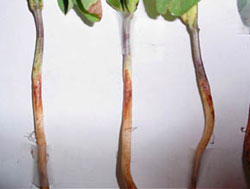 Stem rot