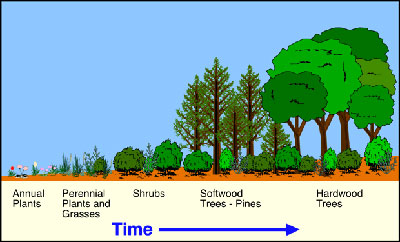 Stages of succession