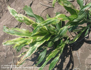 Sulfonylurea damage