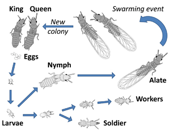 Termite life cycle