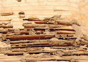 termite gallery