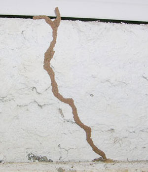 Termite mud tube