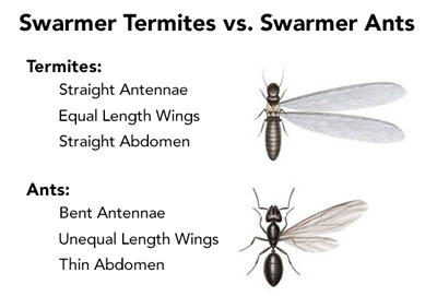 Termite vs. Ant Anatomy