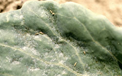 thrips on cabbage leaf